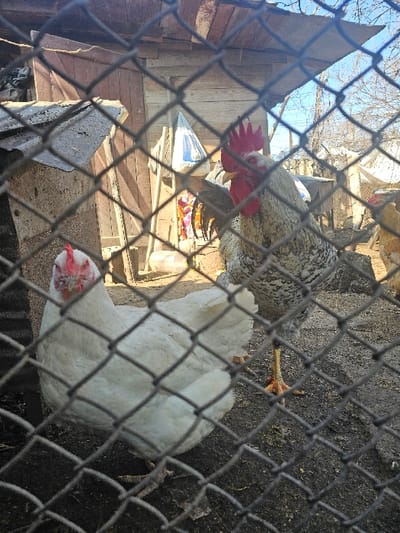 The image depicts an outdoor enclosure in Petarnitsa, Bulgaria, viewed through a chain-link fence prominent in the foreground. On a dark, uneven dirt ground, two primary subjects, both fowl, are visible. To the left, a white hen with a pale red comb and wattles stands, facing slightly left with its head turned towards the viewer. To its right, a rooster with speckled white and black plumage, a bright red comb, and red wattles stands erect, facing right with its head slightly turned towards the viewer; its yellow legs are visible. Partial view of another light-colored chicken is present in the far-right background. Behind the birds, weathered wooden structures resembling a shed with a corrugated metal roof are visible. Miscellaneous items, including a white plastic bag and colorful fabrics, are discernible against the wooden background. Above the structures, bare tree branches and a clear blue sky are evident. The scene is illuminated by natural sunlight.