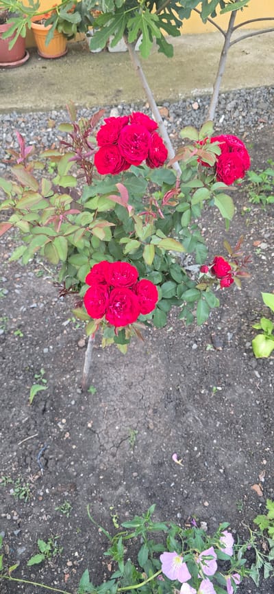 In the city of Kalchevo, Bulgaria, a close-up, eye-level shot captures a cluster of vibrant red roses blooming in dark soil. The roses are the primary subject, with several prominent clusters of fully opened flowers, their petals tightly packed and a deep crimson hue. The leaves of the rose bush are a healthy green, interspersed with some reddish-brown new growth. Behind the roses, a slender tree trunk is visible, its bark a neutral grey. In the background, a fig tree with large, green leaves is partially visible, its branches extending into the frame. The ground is a mix of dark, cracked soil and small grey pebbles. To the right and lower portion of the image, a scattering of delicate pink flowers with yellow centers are growing low to the ground. Several terracotta and orange pots are also visible in the far background, hinting at a garden setting. The lighting suggests an overcast day, casting soft shadows.