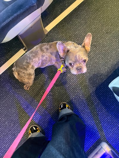 The image captures a downward-angled view inside what appears to be an aircraft cabin. A French Bulldog, exhibiting a mottled grey and brown brindle or merle coat, stands on a dark grey patterned carpet, its head turned to look directly at the viewer. The dog has large, erect ears and dark eyes. It wears a dark collar, to which a bright pink leash is attached via a yellow metal clip. The leash extends towards the bottom left of the frame. In the immediate foreground, the lower legs and feet of a person are visible, wearing dark blue cuffed denim jeans and black slip-on shoes adorned with yellow and orange patterns. To the left of the dog, the base of a dark blue upholstered seat and a light grey structural component are visible, consistent with airline seating. A light-colored metal strip runs diagonally across the carpet. Reflections of blue and purple light are present on the carpeted floor. The environment indicates an airplane interior. There are no visual cues within the image to specify a location within the city of Nuneaton and Bedworth, United Kingdom.
