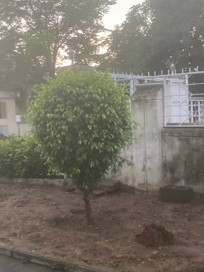 The image captures an outdoor scene, likely a roadside or a yard beside a building, under the soft light of either early morning or late afternoon.
In the foreground and middle ground, a vibrant green, bushy tree with dense foliage dominates the center of the frame. Its leaves are small and clustered, forming a rounded canopy. To the left and behind this tree, the silhouette of a larger tree is visible, with sunlight filtering through its branches.
Behind the prominent green tree, a weathered concrete wall forms part of a structure, possibly a building or a boundary. This wall features a white metal grille or gate, likely covering an opening or window. The concrete shows signs of age and discoloration. To the right of the tree and wall, the ground is composed of bare earth or soil, appearing somewhat uneven and dry. A dark, shadowy patch is visible on the bare ground. A dark, narrow strip along the bottom edge suggests a paved surface like a curb or road.
No specific activity or event is taking place; the image presents a static landscape. The lighting is diffused, with brighter areas indicating the presence of a low sun filtering through the distant foliage, contributing to a tranquil atmosphere. There is no visible text in the image. The location context provided is Gosa, Nigeria.