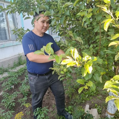 In the city of Ақкемер, Kazakhstan, a man stands outdoors in a garden. He is wearing a dark blue t-shirt with three grey stripes on the sleeve and dark grey jeans. He is looking towards a tree with green leaves and small green fruits. The tree is in the foreground, obscuring part of the man. To the left of the man, there is a white building with a window and a light blue trim. The ground is covered in soil with several small green plants, possibly tomatoes, growing in rows. There are also weeds and some yellow wildflowers visible. The overall scene suggests a residential backyard setting.