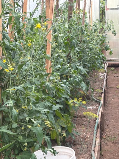 This image shows a greenhouse in Bronnitsa, Russia, with rows of tomato plants. The plants are tall and leafy, with numerous yellow flowers and some developing green tomatoes. The greenhouse structure is visible, with wooden supports and translucent panels. The ground inside the greenhouse is covered with soil, and a green irrigation hose runs along the edge of a raised bed. A white bucket is partially visible in the foreground. The scene suggests a healthy and productive growing environment.