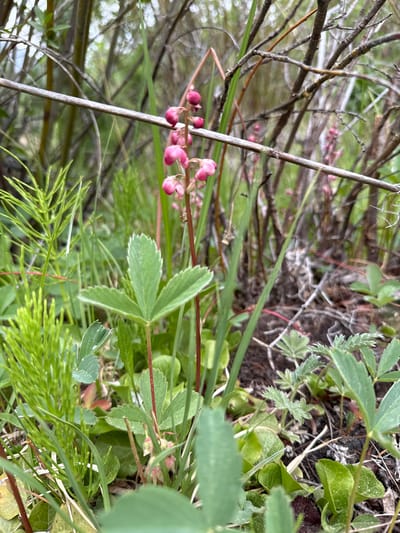 This is a close-up, slightly blurry, outdoor photograph of lush green vegetation with delicate pink flowers. The scene is dominated by various shades of green foliage, including slender, needle-like leaves and broader, serrated leaves. Among the greenery, a cluster of small, pink, bell-shaped flowers hangs from a thin stem, drawing the eye with their subtle color. The background is a soft blur of darker greens and browns, suggesting a shaded or dense natural setting. Several thin, greyish-brown branches weave through the frame, adding a textural element to the composition. The lighting appears natural, possibly indicating daylight, though the overcast or diffused light creates soft shadows. There is no visible text, people, or any discernible activity. The overall impression is one of natural beauty and the quiet growth of a plant in its environment. Given the location context of Saint Elmo, United States, this image likely captures a moment in the flora of that region.