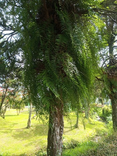 A verdant scene showcases a tree trunk largely obscured by cascading ferns. The trunk, marked with vertical streaks of white, rises from a patch of low-lying vegetation. A vibrant green lawn dotted with scattered trees stretches into the background, where a small stream and a wooden bridge can be seen. Sunlight filters through the canopy, creating dappled shadows across the grass.