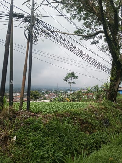 A cloudy day overlooks a vibrant green landscape. Fields of low-lying crops stretch out, punctuated by banana trees and a slender tree in the distance. Utility poles laden with a chaotic tangle of wires dominate the foreground. A large, moss-covered tree stands to the right. Houses and buildings dot the distant landscape, nestled against a mountainous backdrop shrouded in haze. Overgrowth and roadside vegetation fill the lower portion of the frame.