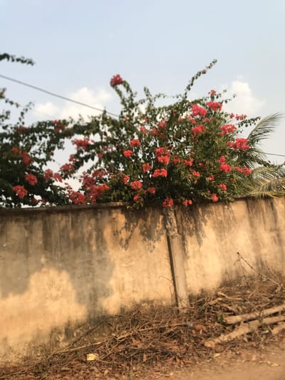 The image, originally rotated 90 degrees counter-clockwise, depicts a vibrant outdoor scene in Umudike, Nigeria. When viewed upright, a luxuriant bougainvillea plant with abundant red-orange flowers and dark green leaves dominates the left and central parts of the frame. This plant grows vigorously along and over a textured, light brown concrete wall, which occupies the right half of the image.
The wall appears weathered, showing patches of discoloration and possibly some subtle structural lines or ledges. Distinct, elongated shadows of the bougainvillea and other foliage are cast onto the wall, indicating strong sunlight from an angle, suggesting it is daytime, likely late afternoon or early morning, given the warm tones. Above the plant, a clear pale blue sky with a few wispy white clouds is visible. A thin, dark line, possibly an electrical wire or cable, runs vertically through the upper left portion of the sky and foliage.
In the far right section of the image, beyond the concrete wall, there is a dense, tangled mass of dried, woody branches and leaves, suggesting neglected vegetation or a dried-up bush. A section of a palm frond is also visible at the very top, just above the bougainvillea.
There are no people or animals present, and no specific activity is taking place. The scene captures a static moment blending natural growth with man-made structures. No visible text is present in the image.