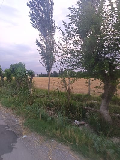 The image depicts a rural roadside scene in Chimyon, Uzbekistan, under an overcast sky, suggesting either early morning or late evening. The foreground shows a dirt and gravel road with a dark, wet patch on the left, implying recent rain or a puddle. Lush green grass and reeds line the side of the road, with some dry stalks and straw scattered about.
Beyond the roadside vegetation, a harvested field of golden stubble stretches into the distance. A line of tall, slender trees marks the horizon, interspersed with a dense row of darker, conical trees that form a distinct silhouette against the pale sky.
In the mid-ground, several trees stand out. Two prominently feature thin, tall trunks with sparse foliage, one of which is partially obscured by the branches of a larger, leafier tree on the right. The larger tree on the right has a thick, textured trunk and dense green leaves. The overall impression is one of a serene, agricultural landscape bathed in soft, diffused light. There are no visible people or specific events taking place, just the quiet stillness of the countryside. Some white plastic trash is visible in the grass near the roadside.