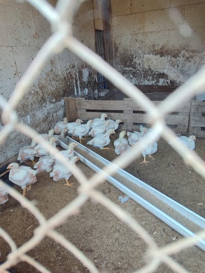 A flock of white chickens are in a pen made of wire mesh, which is the primary focus of the shot. The pen is on a dirt floor with a white plastic trough of chicken feed. The background reveals a weathered, rough-hewn, stone wall and wooden planks. The location is identified as Malaya Purga, Russia. No people are visible.