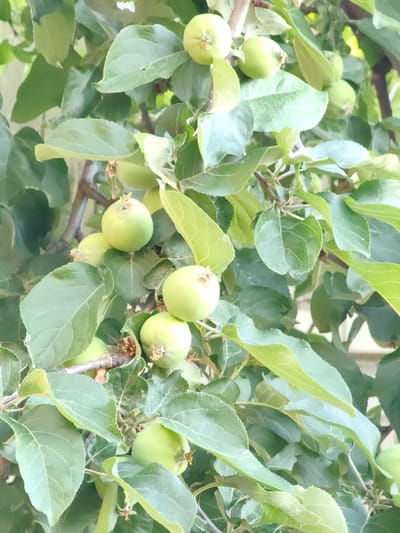 The image shows a close-up of a tree branch with several small, unripe green apples and abundant green leaves. The apples are round and have visible stems with remnants of flower blossoms. The leaves are ovate with serrated edges. The lighting suggests an outdoor, daytime setting. The background is blurred, but appears to be foliage and possibly a structure. The image does not provide any specific clues about its location in Krestovo-Gorodishche, Russia.