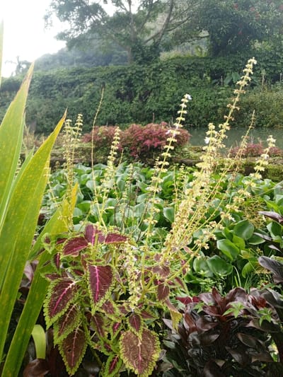 This image captures a vibrant, lush outdoor scene, likely in Baza, Myanmar, under an overcast sky, suggesting soft, diffused lighting. The composition is dominated by a rich array of plant life, creating a sense of natural beauty and tranquility.
In the immediate foreground, large, broad green leaves, possibly from a Canna lily or similar plant, are visible on the left, partially framing the view. Towards the lower center, a striking Coleus plant features prominently, showcasing variegated leaves with deep maroon centers, dark green areas, and bright lime green edges. Adjacent to it on the lower right are dark reddish-brown leafy plants, adding depth and color contrast.
Rising above these plants are multiple tall, slender flower stalks, densely covered with numerous small, light-colored blossoms, possibly from a type of basil or salvia. These stalks add verticality and a delicate texture to the mid-ground. Behind them, a dense mat of large, rounded green leaves floats on a body of water, which appears to be a river or pond. These aquatic plants, possibly water hyacinths, cover much of the water's surface.
The background reveals a verdant hillside, densely covered with various shades of green foliage and mature trees, indicating a rich, natural ecosystem. A large tree with a spreading canopy is visible against the light, almost white, sky at the top of the hillside. The soft, even light suggests an overcast day or perhaps early morning/late afternoon, with no harsh shadows visible. There are no people, animals, or visible text in the image. The scene is a celebration of diverse plant forms and colors, highlighting the rich biodiversity of the region.