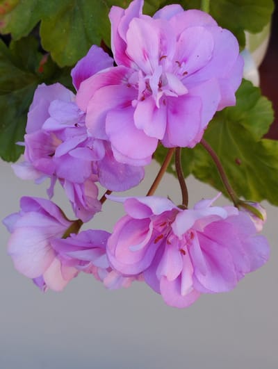 A close-up, overhead shot captures a cluster of vibrant pink geranium flowers against a pale grey background. The flowers, detailed and in focus, showcase their delicate petals and intricate centers. To the upper left, out-of-focus green leaves add a touch of natural contrast. The image appears to be a garden setting, potentially within the town of Hospozín, Czechia, where such flora is common.