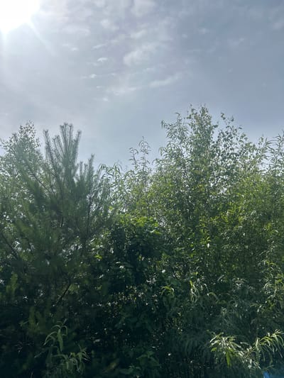 The image depicts a dense canopy of green foliage from trees against a bright, overcast sky. The sun is visible in the upper left quadrant, creating a lens flare effect and casting a diffused light. The trees appear to be a mix of coniferous and deciduous varieties, with the sharp needles of a pine tree on the left contrasting with the broader leaves of the trees on the right. The foliage is lush and full, indicating a natural, uncultivated environment. The scene is devoid of any human presence or structures, suggesting a natural landscape. The geographical context of Shachebol, Russia, implies a temperate or boreal climate, consistent with the types of trees visible and the overcast sky.