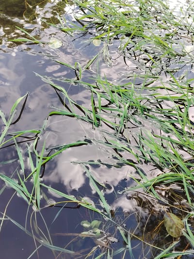 The image depicts a close-up, high-angle view of tall green grass blades submerged and floating on the surface of dark, reflective water. The water's surface is disturbed, creating ripples and distortions that reflect the sky above, which appears cloudy and overcast. Some of the grass blades are entirely underwater, while others emerge from it, their sharp tips reaching upwards. The scene is dominated by the vibrant green of the grass against the dark, almost black water, with patches of white and grey clouds reflecting on the surface. A few fallen leaves, one prominent and brownish-green, are also visible in the water, adding to the natural, somewhat unkempt appearance of the scene. The overall impression is one of a serene, natural environment, likely a body of water like a pond, lake, or slow-moving stream, possibly at the edge of a grassy bank. The lighting suggests it is daytime, with the overcast conditions contributing to the muted colors and the pronounced reflections. There is no visible text in the image. The setting evokes a sense of tranquility and the quiet beauty of nature. The location context provided, Мётчанскі сельскі Савет, Belarus, places this scene within a rural Belarusian landscape.