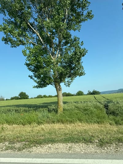 The image displays an outdoor rural landscape located in Kaspichan, Bulgaria, under a clear, cloudless blue sky. A large deciduous tree, likely a species of poplar, dominates the left side of the frame, extending from the bottom quarter of the image to the top edge. The tree features a light-colored trunk and numerous branches covered in dense green foliage. Yellowish-green lichen or moss is visible on the lower portion of the tree's trunk.

To the right and behind the tree lies an expansive agricultural field cultivated with a green crop, possibly wheat, in an early growth stage. Distinct parallel tracks, indicative of farm machinery, traverse the field on the right side, extending towards the distant background. Shadows cast by the large tree are visible on the field in the mid-left area.

The immediate foreground features a section of paved road with a solid white line running horizontally across the bottom edge. Above the paved surface, there is a band of light-colored gravel, followed by a strip of drier, lighter-toned grass, and then taller green grass. Several small red flowers, consistent with poppies, are sparsely distributed within the green grass in the lower-middle foreground.

In the background, a line of dense green trees and bushes forms a horizon, behind which distant rolling hills or mountains are visible. On the far right background, faint outlines of structures or a small settlement are discernible against the hills. The scene is brightly illuminated by direct sunlight, and no individuals, animals, or vehicles are present.