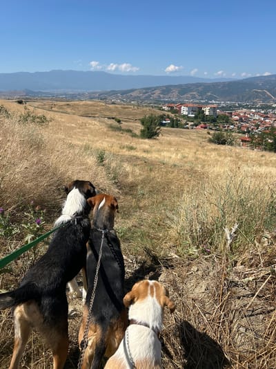 Three dogs are viewed from behind, standing on a dry, grassy slope overlooking the town of Polenitsa, Bulgaria. The dogs are wearing collars and leashes. The middle dog on the left is mostly black with a white chest and neck. The dog to its right is black and tan with a white blaze on its forehead. The third dog, positioned in front and to the right, is white with tan markings on its head. In the background, a town with red-tiled roofs is visible nestled in a valley, with hills and mountains beyond. The sky is clear and blue.