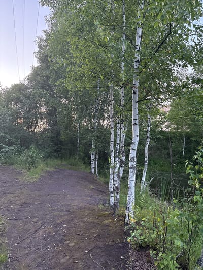 The media file shows a natural scene with several prominent birch trees with their distinctive white bark. The trees are arranged in a line, suggesting a pathway or the edge of a clearing. Their branches are lush with green leaves, and some are bare, showing their skeletal structure. The ground in the foreground is a dark, muddy path, possibly leading into a wooded area. The background is filled with dense green foliage, indicating a forest or a heavily vegetated area. The light suggests it might be late afternoon or early evening, with the sun filtering through the trees, creating a soft, diffused light. There are no people or man-made objects visible, aside from power lines in the far distance. The overall mood is serene and natural, evoking a sense of peacefulness. The location cues are minimal, but the presence of birch trees and the dense forest suggest a temperate climate. No text is visible in the image.
