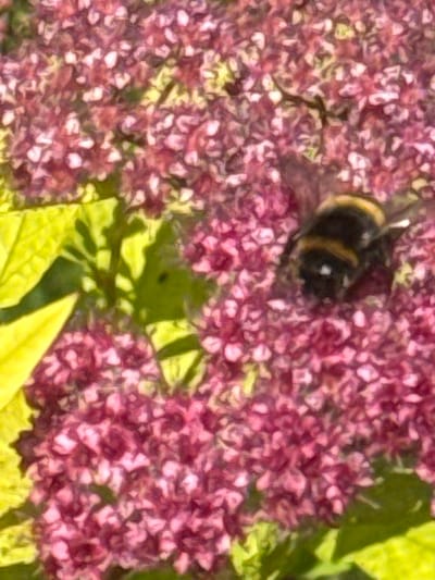 A close-up, slightly blurred image captures a bumblebee on a cluster of small, pink flowers. The bumblebee, predominantly black and yellow, is positioned in the lower right quadrant of the frame, appearing to be in the process of collecting nectar or pollen. The background is filled with densely packed pink blossoms and some bright green foliage. The scene appears to be outdoors, likely in a garden or natural setting. The location is Hraniv, Ukraine.