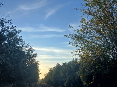 The scene depicts an outdoor, rural environment, consistent with agricultural land near Oued Jdida, Morocco. A narrow, unpaved path or track extends into the distance, framed by dense rows of trees on both sides. The trees on the left are characterized by dark green, abundant foliage, appearing in partial silhouette. The trees on the right exhibit a mix of green and yellow-green leaves, illuminated by a low-angle warm light source visible through the branches on the horizon, indicative of either sunrise or sunset. The sky above is a clear light blue, featuring several thin, elongated white cirrus clouds. No individuals, animals, artificial structures, or discernible activities are present in the image.