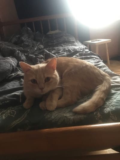 An orange tabby cat is the central subject of the image, lying on a bed with crumpled dark grey or blue bedding that features a light pattern. The cat is curled on its side, with its body and tail extending towards the upper right of the frame, and its head turned to look directly at the viewer. Its front paws are tucked in, and its eyes appear wide and curious.

The scene is set indoors, likely a bedroom, with a strong, bright light source originating from the left side of the frame, possibly a window. This suggests it is daytime, perhaps morning. On the right side of the image, part of a wooden bed frame or furniture structure is visible, extending vertically. In the blurred background on the left, another wooden structure resembling a ladder or shelving unit can be vaguely seen. The cat's posture suggests a moment of rest or gentle curiosity. There is no visible text in the image. The location context for this media file is Pesyanka, Russia.