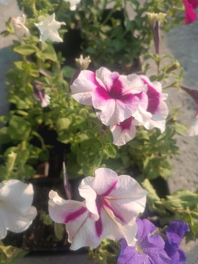 This is a close-up, vertical, outdoor shot of several petunia flowers in full bloom. The primary subjects are the flowers themselves, with a focus on two prominent white and pink striped petunias in the foreground. One is slightly to the left, facing upwards and to the right, while the other is to the right, angled slightly downwards. Their petals are delicate and ruffled, with vibrant magenta stripes radiating from the center. Behind these, other petunias are visible, including a pure white one to the far left, partially out of focus, and a cluster of deep purple petunias at the bottom right, also somewhat blurred. The flowers are nestled amongst lush green foliage, and appear to be planted in a dark container or garden bed. The background is softly focused, showing more greenery and a hint of a textured, light-colored surface, possibly a wall or pavement. The lighting suggests it is daytime, with soft sunlight illuminating the petals and casting subtle shadows. The overall mood is serene and natural. There is no visible text in the image. The context provided places the scene in Mississauga, Canada.