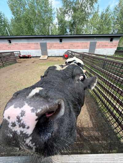 The image depicts a close-up, fisheye perspective of a black and white cow's head, filling the foreground and dominating the frame. The cow's snout and part of its face are prominently featured, with its large, wet nose showing patches of pink and white. Its eye is visible, looking towards the right of the frame. The cow is situated within an outdoor enclosure, likely a farm or petting zoo, given the presence of wooden fences and a dirt ground. In the background, a long, low building with a red brick and grey facade is visible, with several small windows and a gray door. Trees and a blue sky with some clouds are visible above the building. The overall setting appears to be rural, possibly on the outskirts of Beryozovka, Russia, as suggested. There are no humans visible in the frame, and the focus is entirely on the cow and its immediate surroundings.