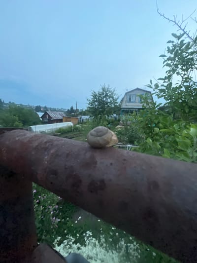 The image captures a close-up of a snail on a rusty metal railing in Koniukhi, Russia. In the background, a rural landscape unfolds under a pale, overcast sky. A two-story house with blue accents and a dark roof stands prominently, surrounded by greenery and trees. To the left, a greenhouse with a white translucent cover is visible, alongside garden beds. Further in the distance, smaller houses and structures are scattered across a gentle slope, suggesting a village setting. The foreground is dominated by the textured surface of the railing and a blurred area of green foliage with small pink and white flowers. The lighting suggests it is either early morning or late evening.