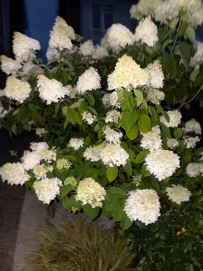 A close-up, low-angle shot captures a dense cluster of white hydrangeas in bloom, with some appearing to be fading to a pale green or yellow. The flowers are conical and panicle-shaped, densely packed with small florets. Dark green leaves are interspersed throughout the foliage. The background is dark and out of focus, suggesting it is nighttime or a shaded area. To the lower left, a paved surface is visible, possibly a sidewalk or patio, with a patch of dry, grassy vegetation in the foreground. The image appears to be taken outdoors.