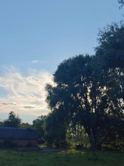 A low-angle, full shot captures a rural scene under a light blue sky with scattered wispy clouds and the sun casting dappled light through a large tree on the right. In the foreground, a field of green grass stretches across the bottom of the frame. To the left, a long, rectangular building with a dark, corrugated roof sits partially obscured by overgrown vegetation. The building appears to be constructed of brick. Behind the building and to the right, a dense collection of trees forms a dark backdrop, with the large tree on the right dominating the mid-ground and extending into the upper right corner of the image. The overall impression is one of a quiet, natural setting at dusk, possibly in the outskirts of Kotelva, Ukraine, given the rustic architecture and vegetation. There are no people or animals visible in the image, and no action is depicted. The scene is static and serene.