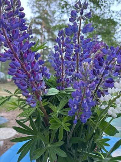 A close-up, vertical, outdoor shot captures a bouquet of purple and white lupine flowers, with a blurred background of trees and sky. The focus is on the intricate details of the flowers, their stems, and lush green leaves. The bouquet is placed in a blue container, visible at the bottom of the frame. The lighting suggests an overcast day. The scene is located in Ozerki (Krasnodolinskaya), Russia.