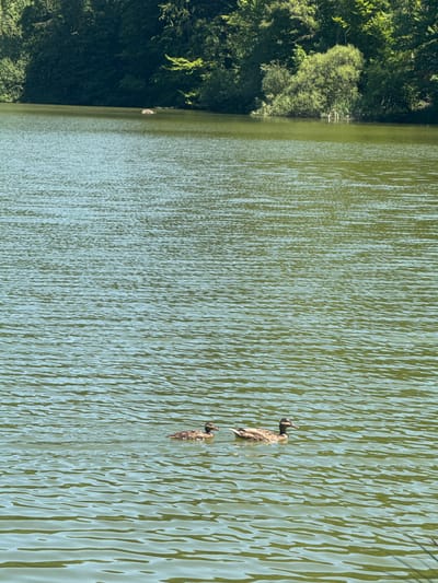 A sunny day scene shows a tranquil body of water, likely a lake or pond, with two ducks swimming. In the foreground, the water exhibits gentle ripples, reflecting the sunlight and creating a textured surface. Further back, a cluster of trees forms a dense, green backdrop along the shoreline, with lighter green foliage indicating sunlight filtering through. The overall impression is one of a peaceful natural environment. The image is not definitively located in Ravilloles, France, as there are no landmarks or specific indicators to confirm its location.