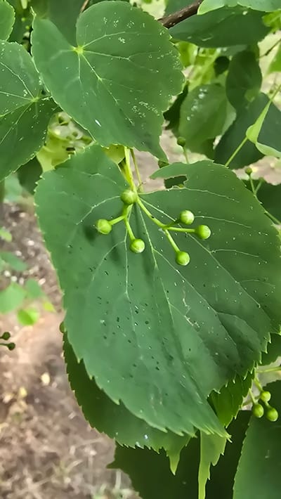 This media file shows a close-up of a tree branch with several green leaves and developing buds. The leaves are heart-shaped with serrated edges and visible veins. Some leaves have small, dark spots, possibly from insects or a natural characteristic. A cluster of small, green, round buds are attached to a stem emerging from one of the leaves. The background is blurred and appears to be natural ground cover with some dry foliage and lighter green vegetation, suggesting an outdoor setting in a natural environment. The lighting appears to be natural daylight, with a soft, diffused quality. The image composition focuses on the details of the plant, highlighting the delicate structure of the buds and the texture of the leaves. The overall impression is one of growth and early development in nature. No people, text, or specific events are depicted. The location context suggests this scene is from Konstancin-Jeziorna, Poland.