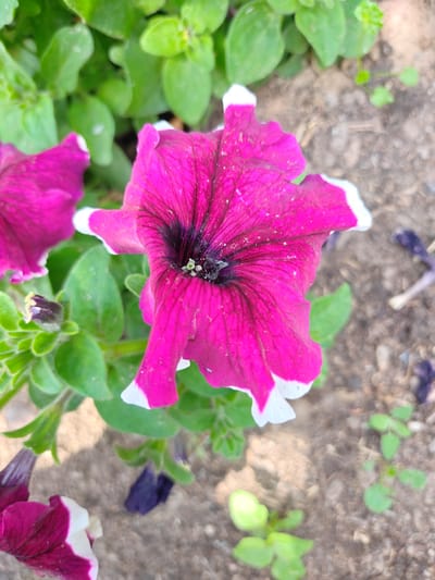 A close-up, eye-level, vertical shot focuses on a vibrant pink petunia flower in bloom. The flower's petals are deep pink with white edges and a dark, almost black center where a few tiny green stamens are visible. The flower is slightly tilted to the right, with the top petal reaching towards the top of the frame. Surrounding the flower are lush green leaves and stems, some of which are out of focus. The background consists of dry, brown soil, with a few scattered dry leaves and a very small green sprout. The lighting suggests it is daytime, casting soft shadows on the soil. The image appears to be taken outdoors in a garden or natural setting. Based on the provided location information, this scene is situated in the city of Кашка-Суу, Kyrgyzstan.