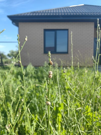 A close-up, low-angle shot captures several small snails clinging to the stems of tall, green grass. The snails are light brown and white, with coiled shells. In the foreground, the grass is sharply focused, with a bokeh effect blurring the background. Behind the grass, a light brown brick house with a dark gray roof is visible. The house has a single, dark-framed window with two panes. The sky above is a clear, bright blue with a few wispy clouds. The scene appears to be set outdoors on a sunny day, likely in the afternoon due to the bright sunlight casting shadows. The location is identified as Trudobelikovskiy, Russia. There is no visible text in the image.