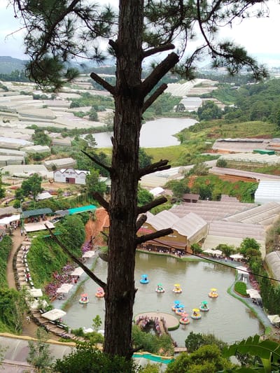 This image captures a picturesque view of the Cam Ly waterfall and its surrounding tourist attractions in Da Lat, Vietnam. In the foreground, a large pine tree trunk dominates the frame, partially obscuring the scene below. The middle ground features a tranquil lake where several colorful pedal boats, some shaped like ducks, are being used by visitors. Along the lake's edge, white umbrellas provide shade for seating areas, and lush green foliage and blooming flowers add to the serene atmosphere.

Further in the background, numerous greenhouses, characteristic of Da Lat's agricultural landscape, stretch across the rolling hills, interspersed with patches of dense green forest. A white building with "PINK VALLEY" signage is visible, suggesting a specific recreational area. The overall environment is one of natural beauty combined with tourist development, showcasing the popular Cam Ly waterfall area.