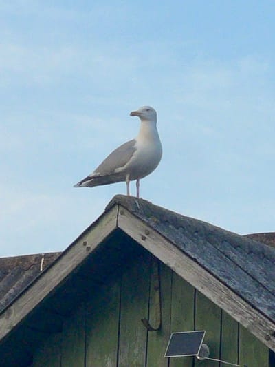 A seagull stands on the peak of a weathered, green wooden structure, likely a shed or small building, with a dark, textured roof made of overlapping material. The structure has a rustic appearance, with visible wood grain and some signs of age. The background is a clear, pale blue sky. The seagull is mostly white with gray wings and is facing to the right. Below and to the right of the seagull, a small, dark solar panel is mounted on the wall of the structure. The image is taken from a low angle, looking up at the seagull and the building against the sky. There is no discernible indication of the city of Jelgava, Latvia in the image itself.