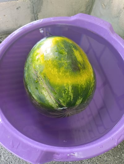 A whole watermelon is submerged in a purple plastic basin filled with water. The watermelon is predominantly green with yellow markings and stripes. Its surface is wet, with some droplets visible. The basin is a vibrant purple color and has a slightly textured surface. The scene appears to be outdoors, as evidenced by the concrete ground and a light-colored wall in the background, which suggests a possibly sunny day. The overall impression is one of a refreshing scene, perhaps preparing the watermelon for consumption or cooling it down.