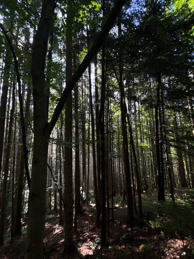 The image depicts a dense forest interior with tall, slender trees creating a canopy overhead. Sunlight filters through the leaves, casting dappled shadows on the forest floor. The ground is covered in leaf litter, twigs, and some undergrowth. The overall atmosphere is one of natural seclusion and light and shadow play. There are no people or animals visible in the frame. The scene is consistent with a forest in or around Chorna Tysa, Ukraine, a region known for its extensive woodlands.