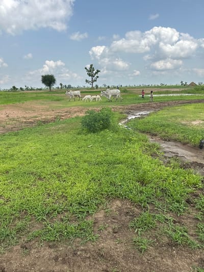 In Garin Dogo, Nigeria, under a bright sky with scattered white clouds, a rural landscape unfolds. A herd of white cattle, including a large bull, grazes in a field of green grass and dry earth. Several young calves are near the adults. Two children, one wearing a red shirt and the other a lighter-colored shirt, are walking in the background, near a muddy stream. The terrain is uneven, with patches of vegetation and dirt. In the distance, scattered trees and a small mound of earth are visible. The scene depicts a typical day in the Nigerian countryside, with livestock and children present.