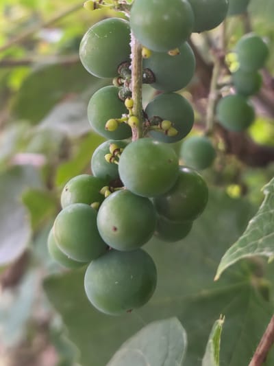 A close-up, vertical shot captures a cluster of unripe green berries hanging from a vine. The berries are round and smooth, with some showing small reddish marks. Tiny yellow flower buds are also visible amongst the berries. The background consists of blurred green foliage, suggesting an outdoor environment. The image does not provide any specific details about the city of Nevinnomyssk, Russia, or any people, actions, or interactions.