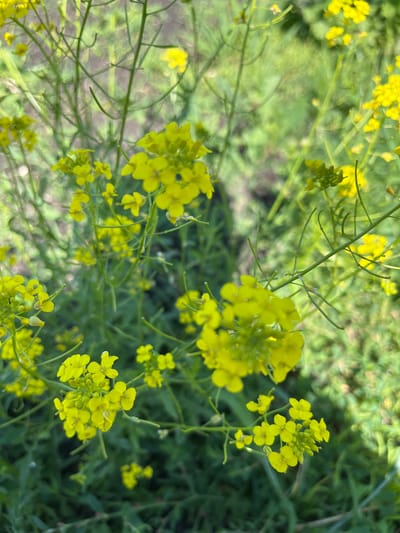 The image is a close-up, eye-level shot of a patch of wild yellow flowers with green stems and leaves. The flowers are small and clustered together on thin, branching stems. The background is a soft, blurred green, suggesting a natural outdoor environment. There are no people or man-made objects visible in the image, and no specific landmarks indicating the location in Nizhnyaya Maktama, Russia. The lighting appears to be natural daylight.