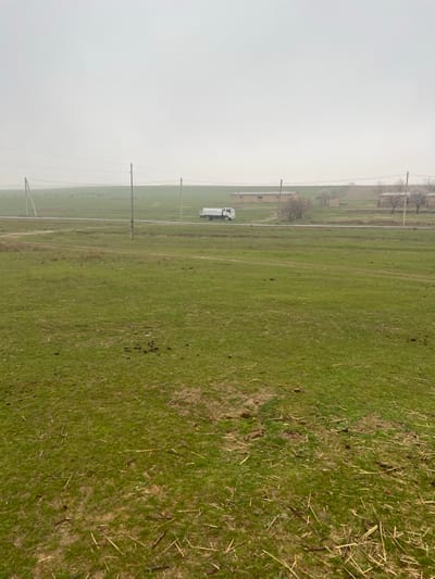 This image depicts a rural or semi-rural landscape in Jarbulak, Uzbekistan, under a uniformly light-gray, overcast sky. The foreground is dominated by uneven green grassland, interspersed with patches of dry straw and several clusters of dark animal droppings. A narrow, dark-colored paved road crosses the mid-ground horizontally. A white tanker truck, displaying "PEPSI COLA" branding on its side, is positioned on this road, moving from left to right. Several wooden utility poles with overhead power lines are visible along the road. To the far left, a metal structure resembling a goalpost or large utility tower stands in the field. Beyond the road, further green fields extend to a collection of low-rise, light-brown buildings with dark roofs, likely agricultural structures or dwellings. Scattered leafless trees are present, one exhibiting white blossoms. In the distant background, rolling green hills appear hazy, with a herd of dark-colored livestock grazing on the slopes to the left. No people are visible.