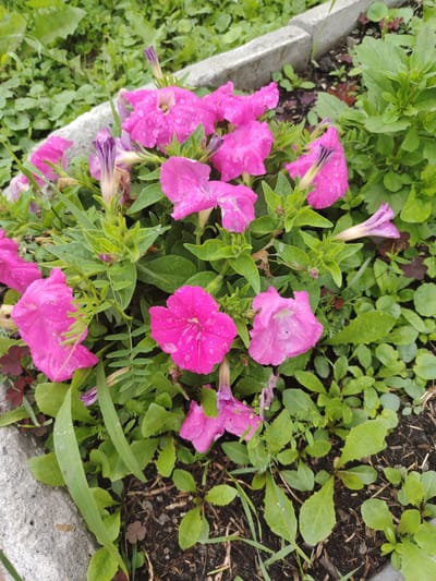 A close-up, high-angle shot depicts a cluster of vibrant pink petunia flowers in full bloom. The flowers, some partially closed and others fully open, are adorned with numerous water droplets, indicating recent rainfall. They are nestled amongst lush green foliage and a concrete border. The background shows more green vegetation and dark soil. The scene appears to be an outdoor garden or flowerbed, possibly located in the city of Буланаш, Russia. There are no people or animals visible in the image.