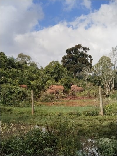 A herd of elephants ventures near a muddy area enclosed by wooden posts and sparse wire fencing. Overgrown green vegetation dominates the foreground, extending into what appears to be a murky pond. Beyond the elephants, a dense forest of trees covers the landscape, reaching up to a partly cloudy sky. The elephants are coated in mud.