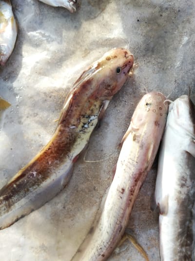 In Phú Thủy, Vietnam, three catfish are displayed on a sandy surface. The fish are arranged in a row, with the largest and most prominently featured catfish positioned on the left, its body stretching diagonally across the frame. This catfish has a mottled brown and tan coloration with visible black markings along its body. To its right are two more catfish, one partially obscured by the other. The middle catfish is a pale pinkish-white with dark spots and prominent whiskers, while the fish to its right is mostly white with darker grey markings. The sandy ground shows signs of being wet, with water droplets and a slightly reflective surface in some areas. The lighting suggests an outdoor setting, possibly a market or a fishing area, with the sun casting highlights and shadows on the fish and ground.