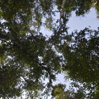 The image shows an upward view through the canopy of trees, likely in an outdoor natural setting. The sky is visible through the dense foliage, with patches of light green and dark green leaves dominating the frame. The texture of the leaves suggests they are in full bloom. One of the trees, identifiable by its white and dark striped bark, appears to be a birch. The overall impression is one of looking up towards the sky from beneath a cluster of trees. Without further context, it is not possible to specify a location within the city of Novosyolovo, Russia. There are no people, animals, or man-made objects explicitly depicted in the image. The lighting suggests it is daytime, with the sun filtering through the leaves.