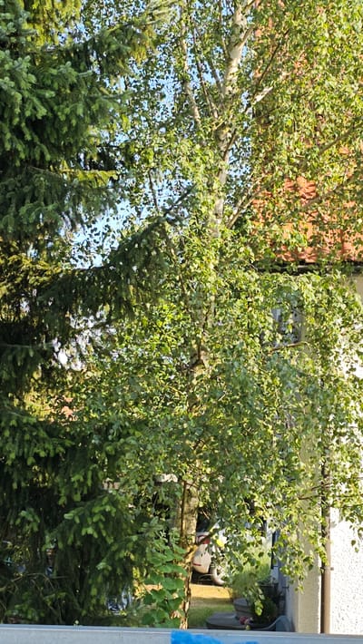 The media file displays a densely foliated birch tree with light-colored bark, partially obscuring a brick building and a balcony. Beneath the birch tree, numerous conifer trees are visible. The scene is outdoors, with a bright blue sky peeking through the leaves, suggesting daytime with clear weather. The sunlight filtering through the leaves creates dappled shadows on the foliage and the trees below. In the background, beyond the trees and foliage, a balcony with some potted plants and furniture is partially visible. There is also a glimpse of a white and red object, possibly part of a vehicle, and a section of a grey metallic structure on the right side of the frame, likely a railing or post. The overall impression is of a lush, green, and sunny environment, likely a residential area in Vöhringen, Germany, given the location context. No people are visible in the frame. The image appears to be a snapshot of a natural setting integrated with urban elements.