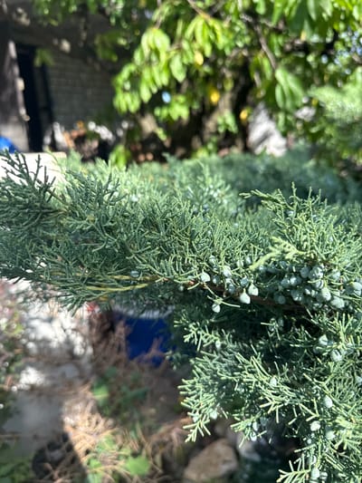 The image shows a close-up of a branch from a coniferous tree, likely a juniper, bearing small, green, berry-like cones. The foliage is a dense, scale-like green, characteristic of many evergreen shrubs and trees. The branches hang downwards, creating a cascading effect. In the background, out of focus, are elements of an outdoor setting. On the left, blurred green leaves suggest other vegetation, possibly a bush or tree. Further back, there are hints of a fence or structure. The lighting suggests it is daytime, with sunlight casting some shadows and creating highlights on the foliage. The overall impression is a natural, outdoor scene, likely a garden or yard. The specific location context provided is Balivka, Ukraine. There is no visible text in the image.