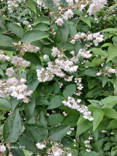 The image displays a close-up, top-down view of a plant featuring abundant green leaves and numerous small, white flowers. The scene is set outdoors, likely in a garden or natural environment, given the dense foliage.

The leaves are a vibrant dark green, ovate to lanceolate in shape, with finely toothed or serrated edges and visible vein patterns. They are densely packed on the branches, providing a lush backdrop for the blossoms.

The flowers are white, small, and grow in clusters along the stems. Many of the individual flowers appear to be double-petaled, giving them a frilly or slightly ruffled texture. Some flowers show visible light brown or yellowish stamens extending from their centers, while others appear more tightly packed. Several clusters of flowers are in full bloom, while others seem to be past their prime or in bud stage. The overall impression is one of a healthy, profusely flowering shrub.

The lighting suggests it is daytime, with soft, natural light illuminating the plant without harsh shadows. There are no specific activities or events occurring, as it is a static botanical photograph.

In the bottom right corner of the original image, the text "Galaxy A16" is visible, indicating the device used to capture the photograph. While the provided context specifies Dortmund, Germany, there are no visual cues within the image itself to confirm this geographical location.