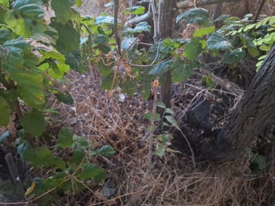 The image depicts a close-up view of dense undergrowth in a natural setting, likely in the city of Topaly, Ukraine. The scene is dominated by various shades of green foliage from leafy plants, interspersed with dry, brown grass and twigs covering the ground. Several tree trunks are visible, one of which is thick and rough-barked, positioned on the right side of the frame. The lighting suggests an outdoor environment, possibly during the day, with dappled light filtering through the leaves. There are no discernible human figures or animals in the image, and no specific actions or interactions are depicted. The overall impression is one of a wild, untamed natural area, possibly a park or a wooded section within the city.