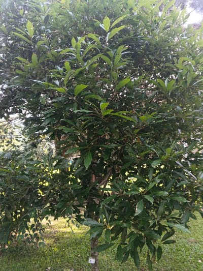 A tree with dense, glossy green foliage fills the frame. The leaves are oval-shaped with slightly wavy edges. The trunk, visible through the leaves, is brown and textured. Sunlight filters through the foliage, creating dappled patterns on the ground and illuminating the leaves. The tree is surrounded by green grass.